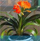 Clivia Seeds, Organish Red Flowers