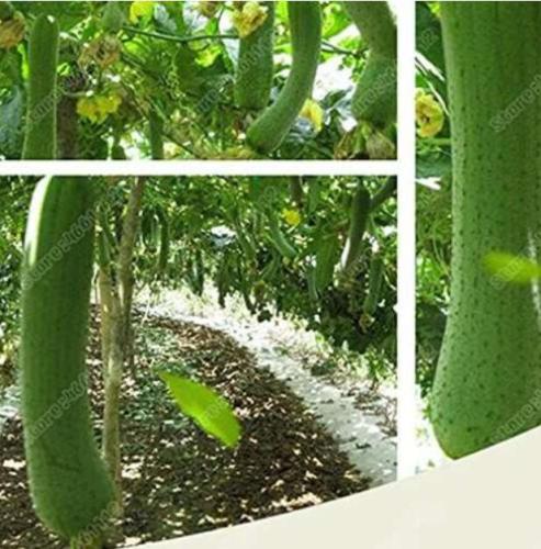 Loofah Luffa Delicious Organic 40 Seeds