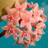 Hoya Potted Carnosa Flower Seeds, Water Pink Flowers with Red Centre