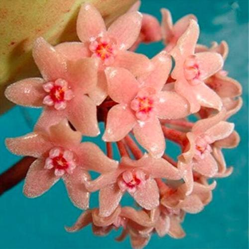 Hoya Potted Carnosa Flower Seeds, Water Pink Flowers with Red Centre