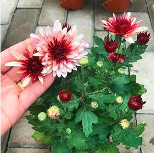 Chrysanthemum Seed Beautiful Flower Seed Perennial Home Garden Plant Spray Color 2