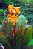 Canna Lily Potted Flower Variety, Orangish Red Flowers