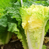 Fast-Growing Chinese Cabbage '38 Variety', Heat-Resistant and Disease-Resistant