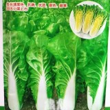 Fast-Growing Chinese Cabbage '38 Variety', Heat-Resistant and Disease-Resistant