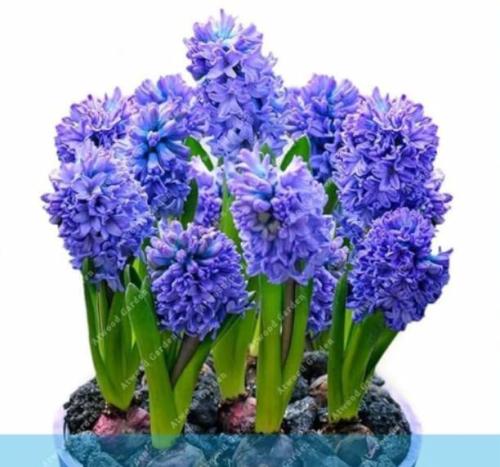 Hyacinth Bonnsai Flower Seeds, Purplish Blue Flowers