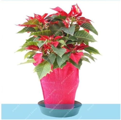 Poinsettia Euphorbia pulcherrima Seeds, Red Flowers