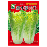 Fast-Growing Chinese Cabbage '38 Variety', Heat-Resistant and Disease-Resistant