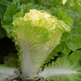 'Xiao Za 56' Fast-Growing Yellow Heart Chinese Cabbage, Ideal for Dense Planting, Heat-Resistant, Cylindrical Head