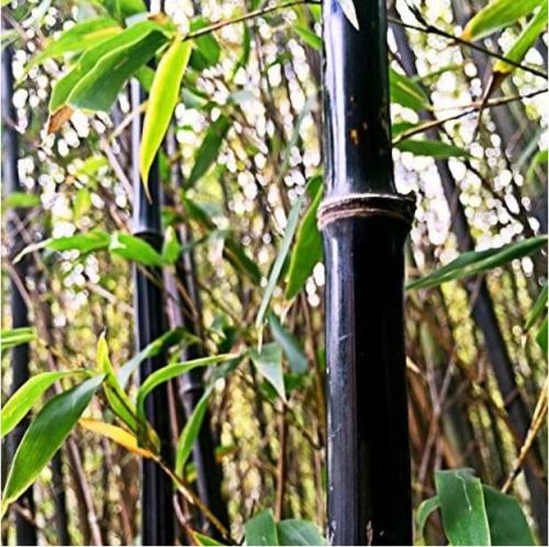Rare Black Bamboo Beautiful Seed for Home Garden Household Items