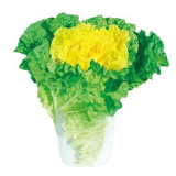 'Xiao Za 56' Fast-Growing Yellow Heart Chinese Cabbage, Ideal for Dense Planting, Heat-Resistant, Cylindrical Head