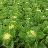 'Xiao Za 56' Fast-Growing Yellow Heart Chinese Cabbage, Ideal for Dense Planting, Heat-Resistant, Cylindrical Head