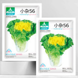 'Xiao Za 56' Fast-Growing Yellow Heart Chinese Cabbage, Ideal for Dense Planting, Heat-Resistant, Cylindrical Head