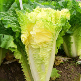 Fast-Growing Chinese Cabbage '38 Variety', Heat-Resistant and Disease-Resistant