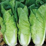 Fast-Growing Chinese Cabbage '38 Variety', Heat-Resistant and Disease-Resistant