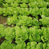 Fast-Growing Chinese Cabbage '38 Variety', Heat-Resistant and Disease-Resistant