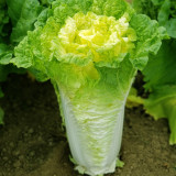 Fast-Growing Chinese Cabbage '38 Variety', Heat-Resistant and Disease-Resistant