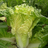 'Xiao Za 56' Fast-Growing Yellow Heart Chinese Cabbage, Ideal for Dense Planting, Heat-Resistant, Cylindrical Head