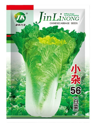 'Xiao Za 56' Early-Maturing Yellow Heart Chinese Cabbage, Heat-Resistant, Dense Planting, 55-Day Growth Period