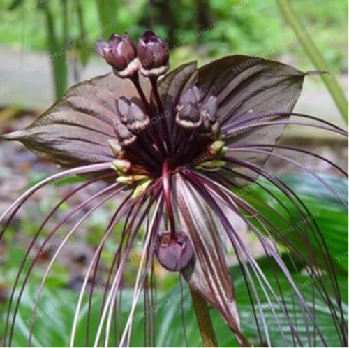 BLACK BAT FLOWER Tacca Chantrieri Cat's Whiskers Devil Flower Seeds