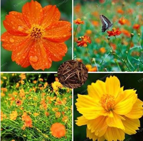 Cosmos Sulphureus Seeds, Mixed