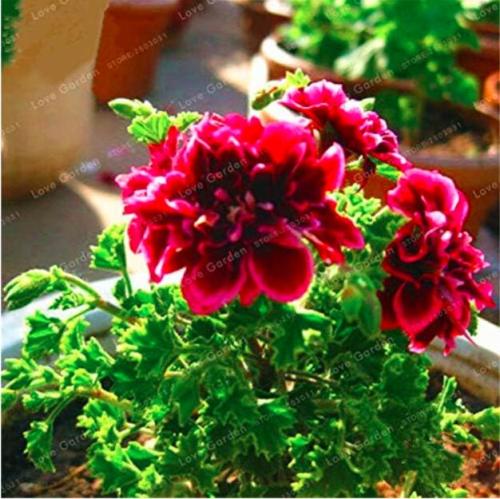 Rare Geranium Seed Crimson Flowers