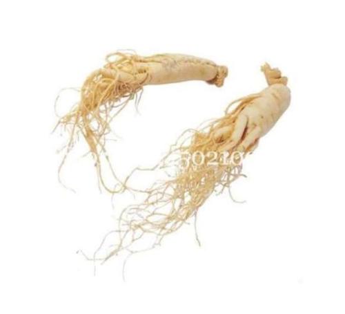 Chinese Ginseng Seed, Panax Ginseng Flores