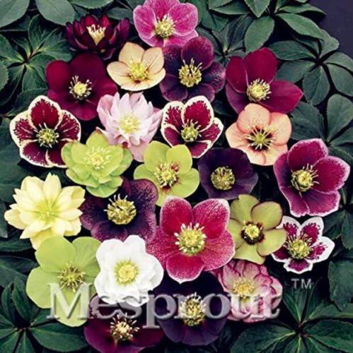 Hellebore (Christmas Rose) Helleborus Niger Seeds, Mixed