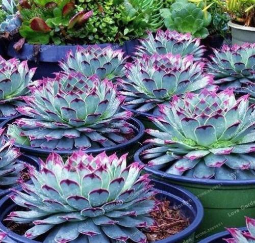 Blue Succulents 'Witchford Lithops Cactus' Echeveria Seeds