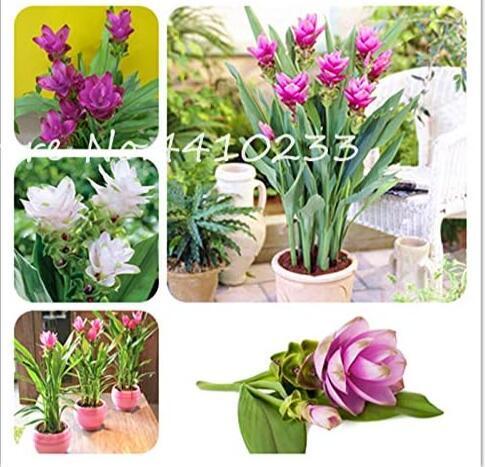 Colorful Curcuma Seed Flower Plants Rarest Fresh Seeds, Mixed