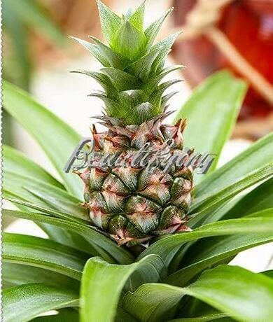 Pineapple Seed Juicy Delicious Fruit
