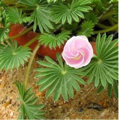 Oxalis Versicolor Flowers Seeds, Water Pink Flowers