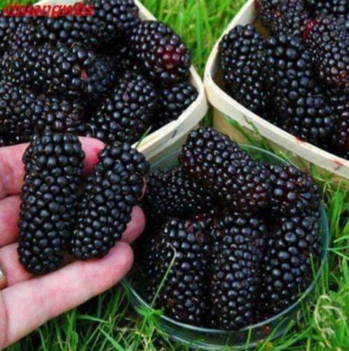 Black Mulberry plant Morus Nigra blabkberry Tree Organic Fruit Seeds