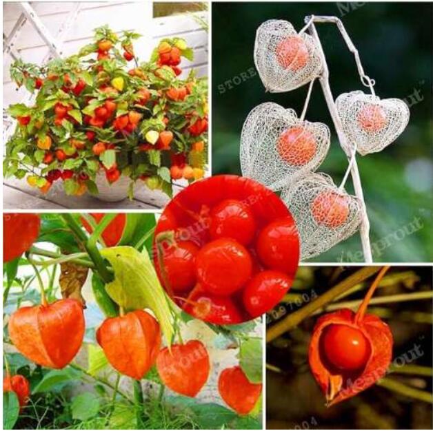 Physalis Alkekengi Seed Chinese Lantern Fruits, Mixed