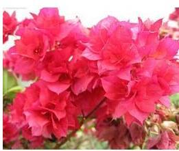 Bougainvillea Seeds, Water Pink Flowers