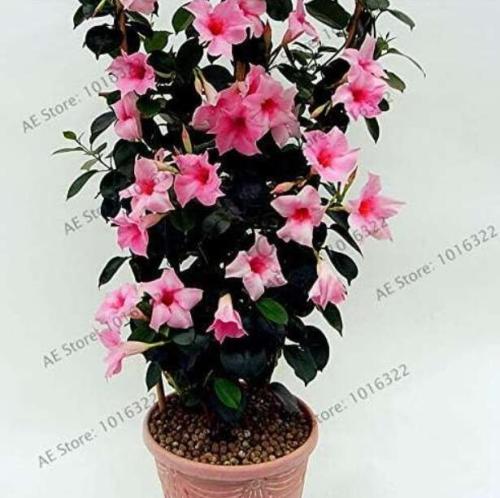 Mandevilla Sanderi (Dipladenia sanderi) Seeds, Pink Flowers