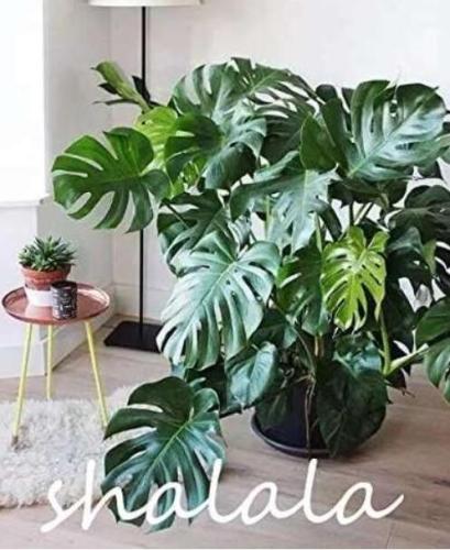 Monstera deliciosa Liebm Seeds, Dark Green Leaves