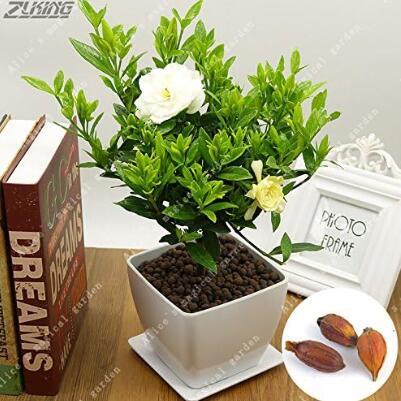 2PCS Gardenia Bulbs Cape Jasmine Fragrant Exotic Shrub Open Pollinate