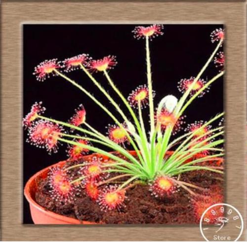 Sundew Carnivorous Potted Plant Seeds (C1)