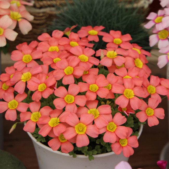 Oxalis Obtusa Series Bulb - Cranberry, Pack of 5 Bulbs