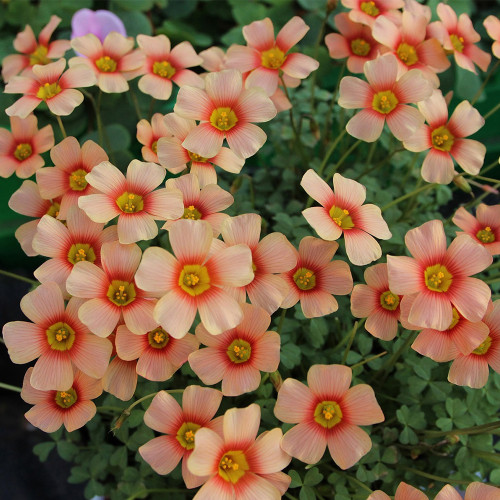 Oxalis Obtusa Series Bulb - 'Dracarys', Pack of 5 Bulbs