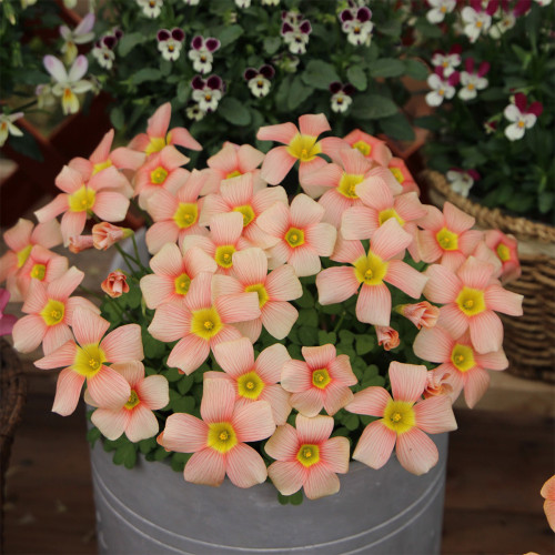 Oxalis Obtusa Series Bulb - Apple, Pack of 5 Bulbs