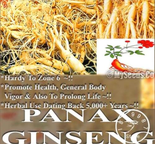 Chinese Ginseng, Panax ginseng flores, Potted Seeds