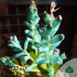 Lachenalia Viridiflora Bulbs, Pack of 2 Bulbs