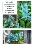 Lachenalia Viridiflora Bulbs, Pack of 2 Bulbs