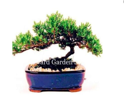 Juniper Seeds (C7)