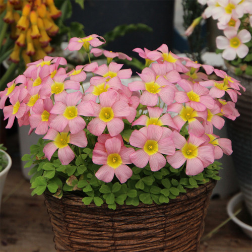 Oxalis Obtusa Series Bulb - 'Damask Rose', Pack of 5 Bulbs