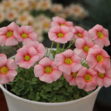 Oxalis Obtusa Series Bulb - Blush, Pack of 5 Bulbs