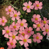 Oxalis Obtusa Series Bulb - 'Spring Charm Pink', Pack of 5 Bulbs