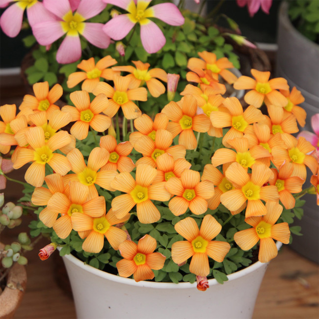 Oxalis Obtusa Series Bulb - 'Lava Splash', Pack of 5 Bulbs