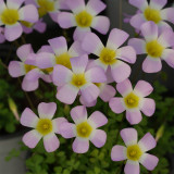 Oxalis Obtusa Series Bulb - 'Spring', Pack of One Bulb